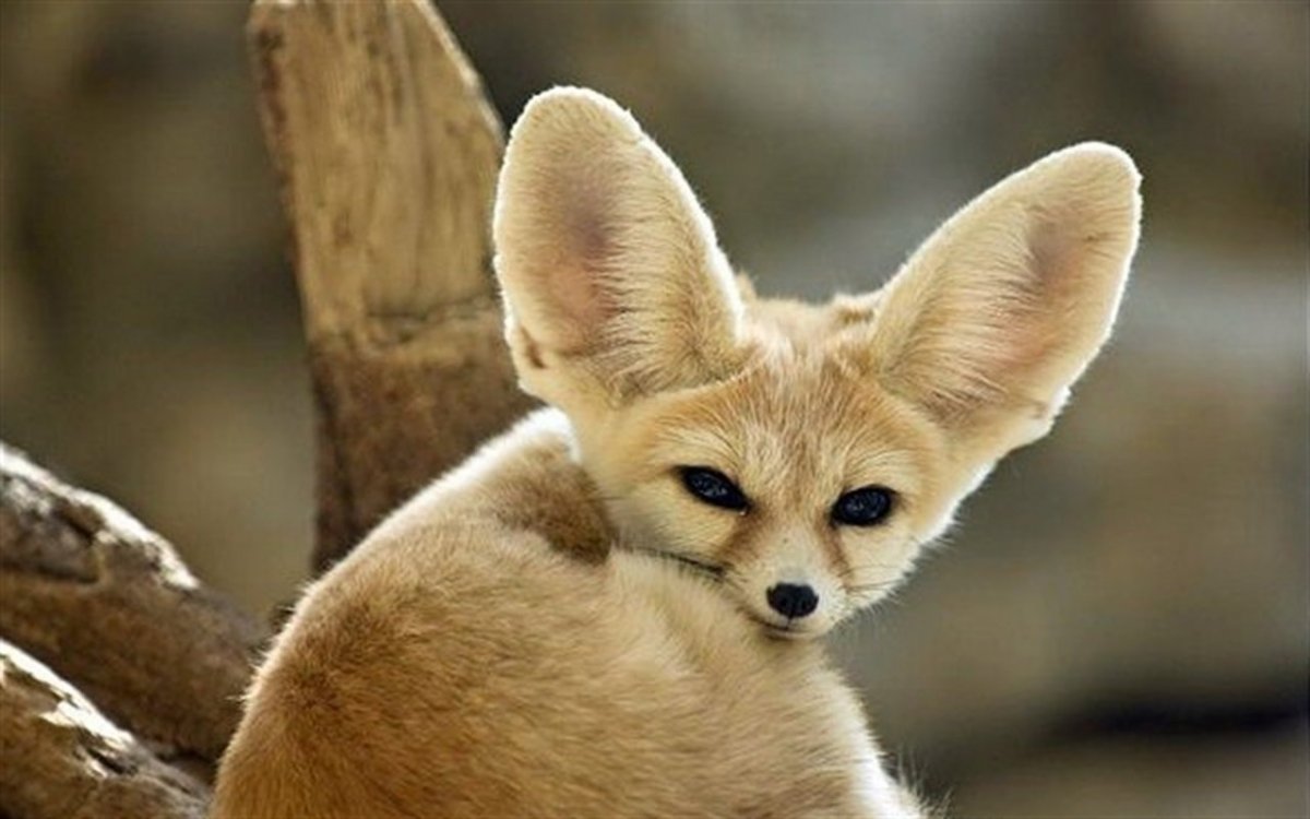 Ушастый фенек