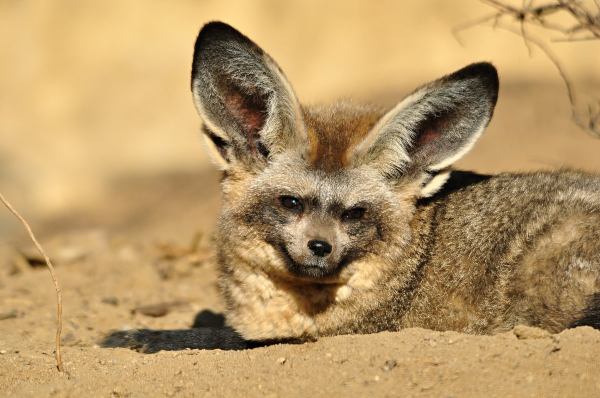 Животные Африки большеухая лисица