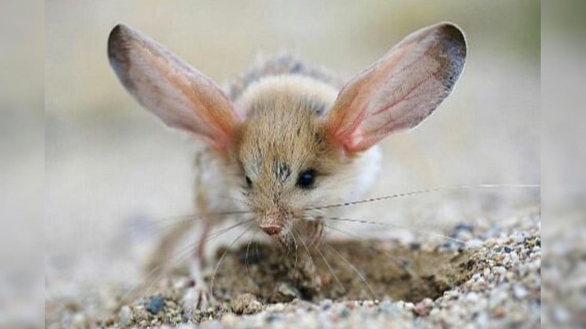 Китайский Длинноухий тушканчик