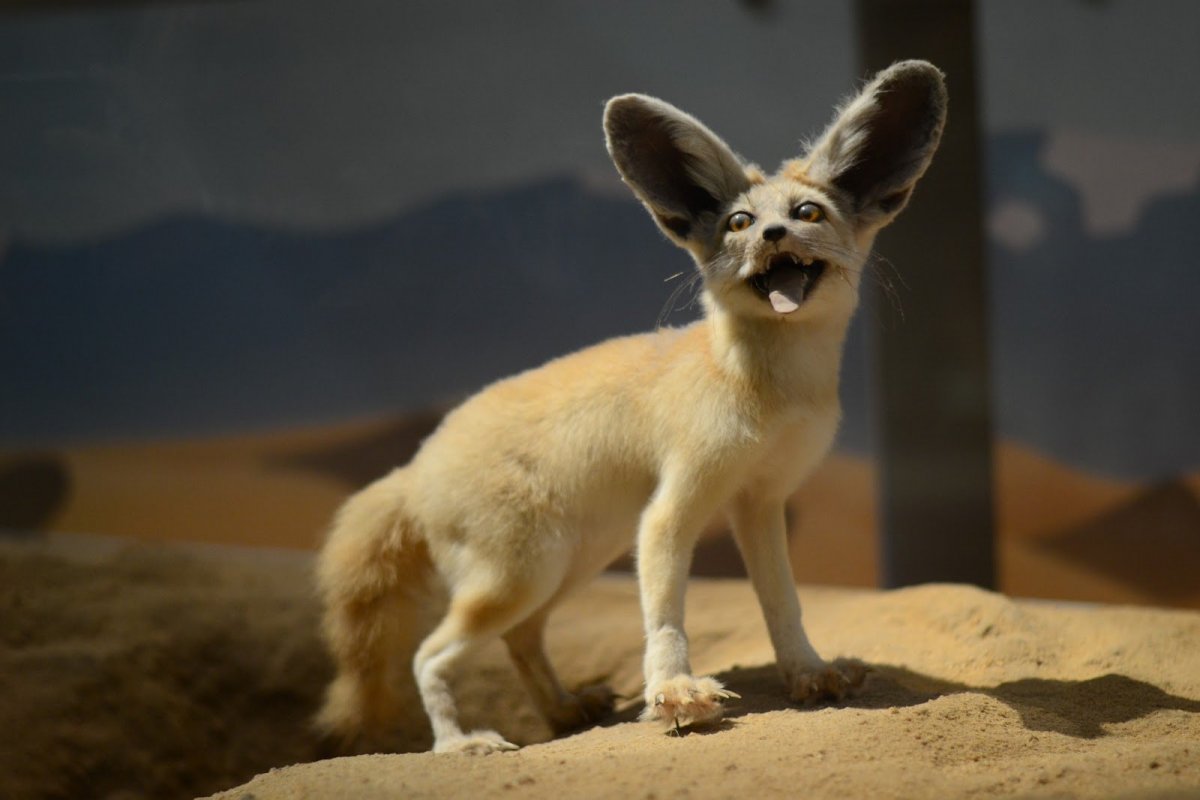 Песчаная лисица фенек