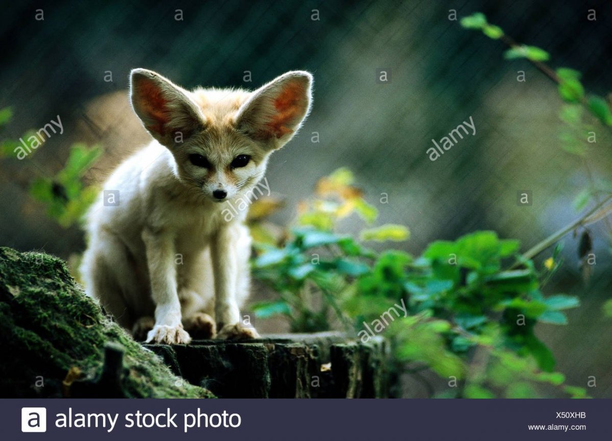 Фенек милый