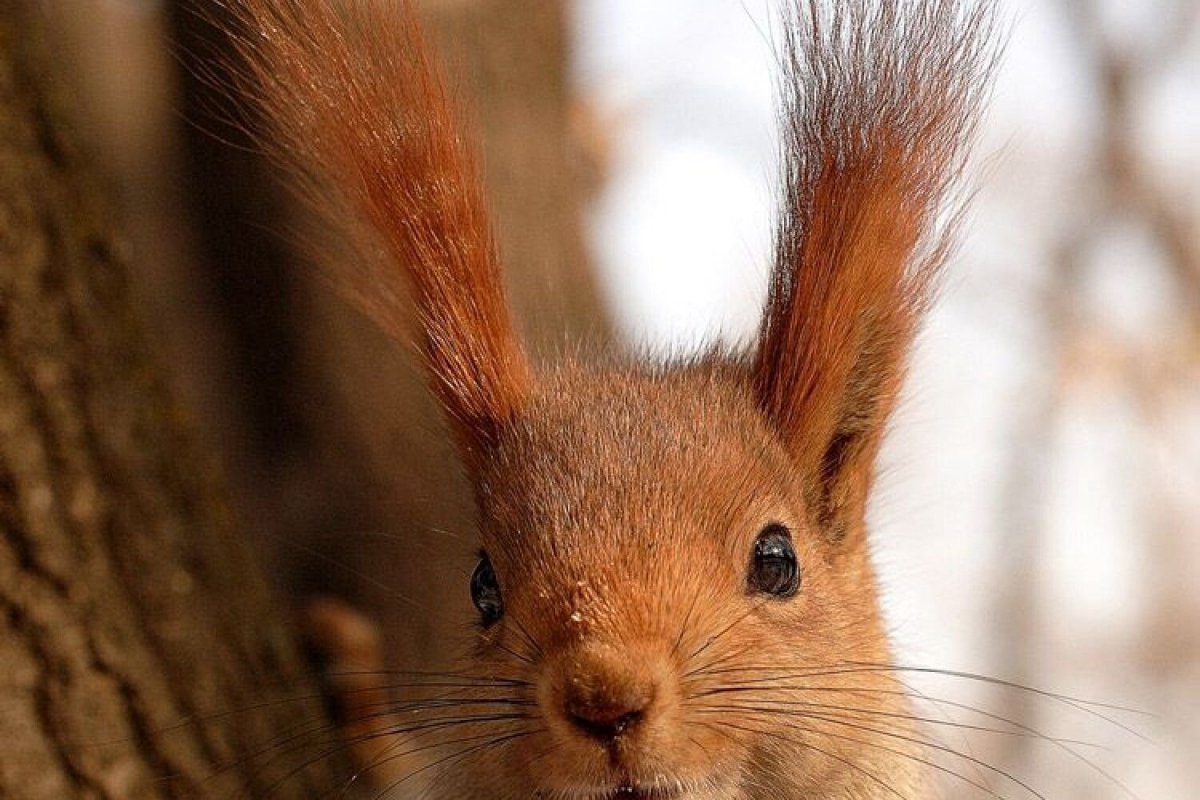 Беличьи ушки