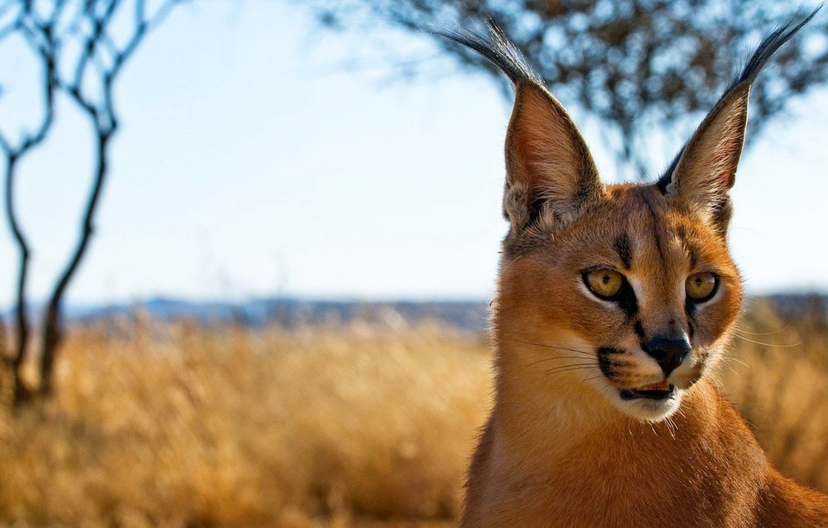 Каракал, пустынная Рысь