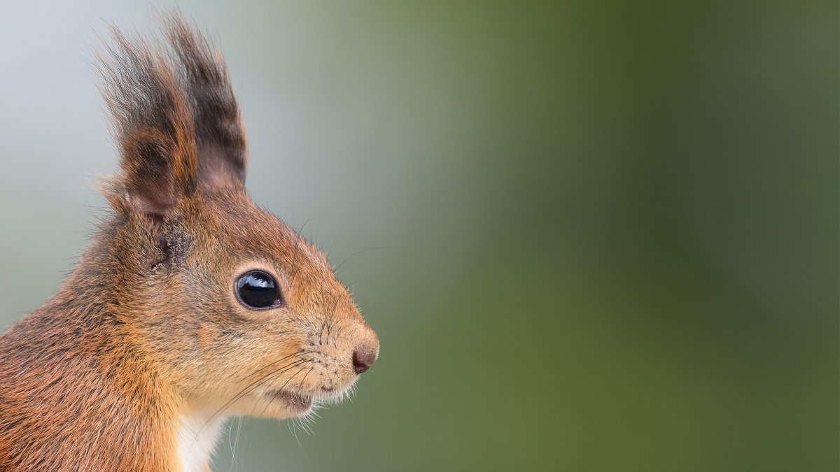 Голова белки