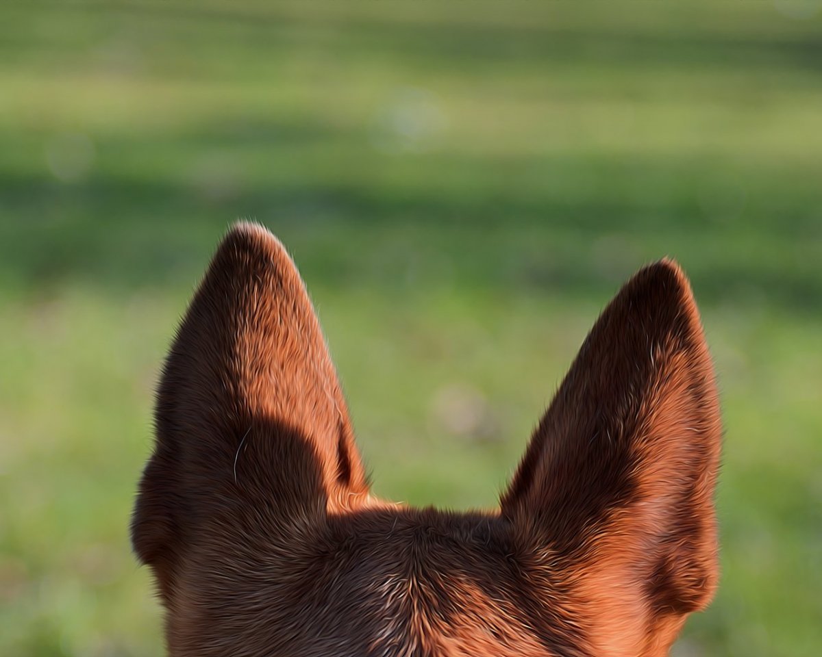 Собака навострила уши