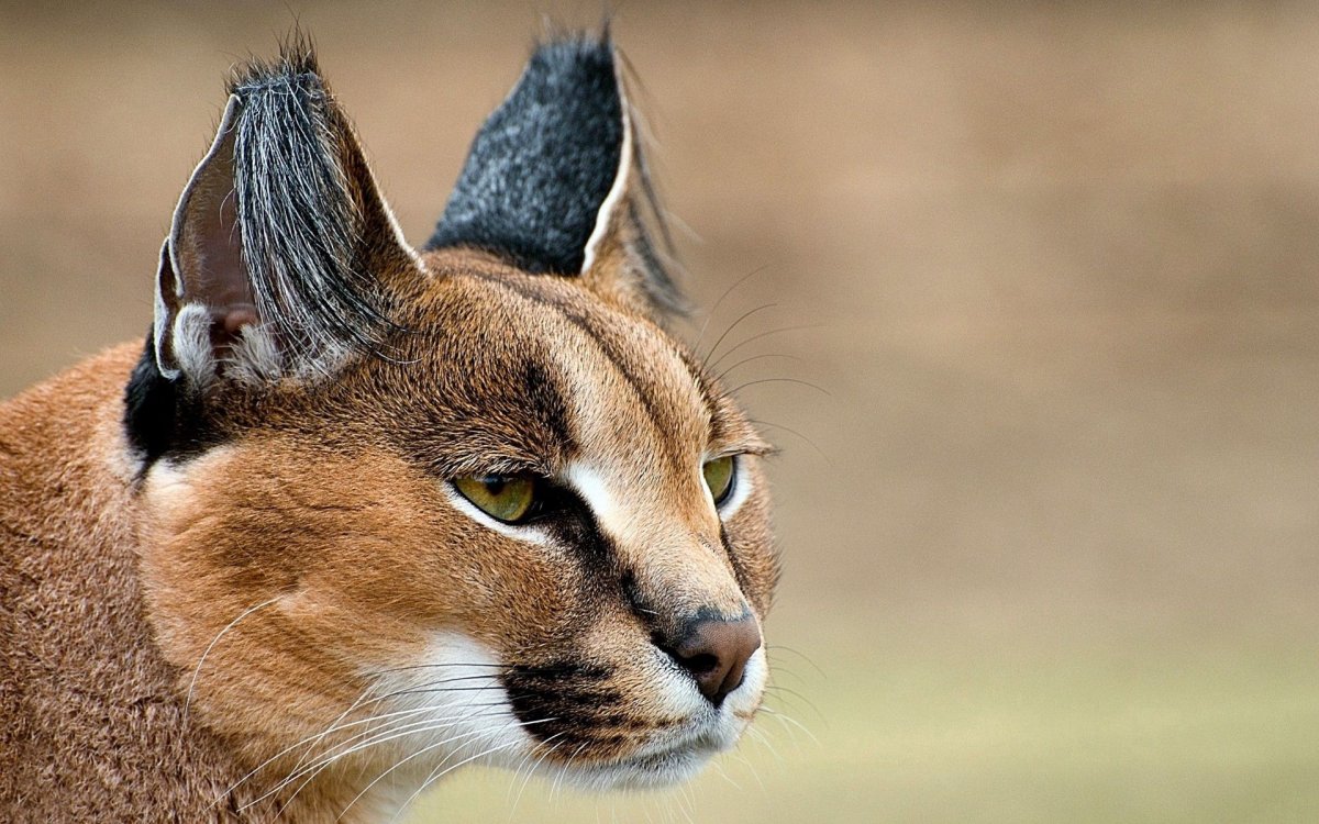 Каракал гера