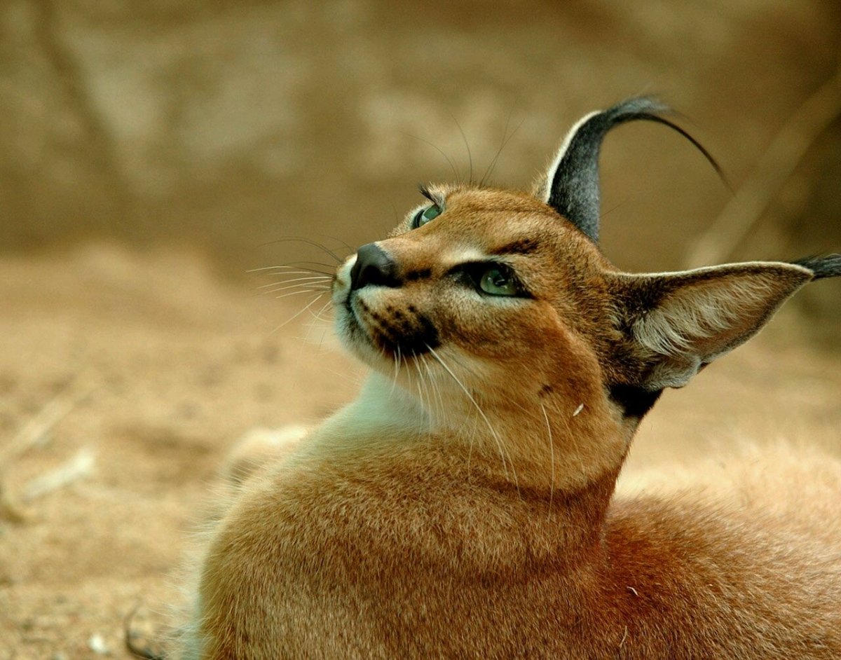 Каракал, пустынная Рысь