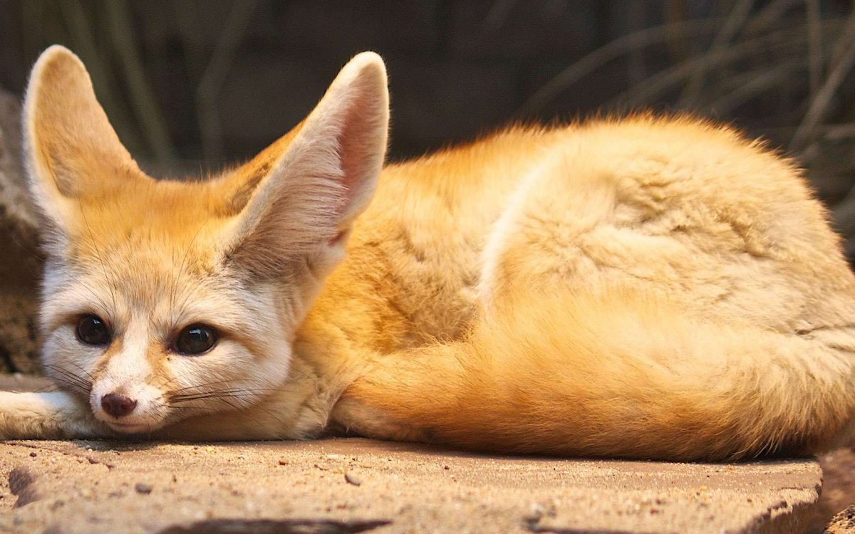 Степная лиса фенек