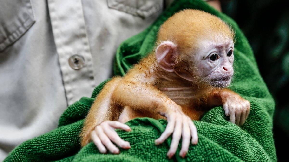 Новорожденный шимпанзе