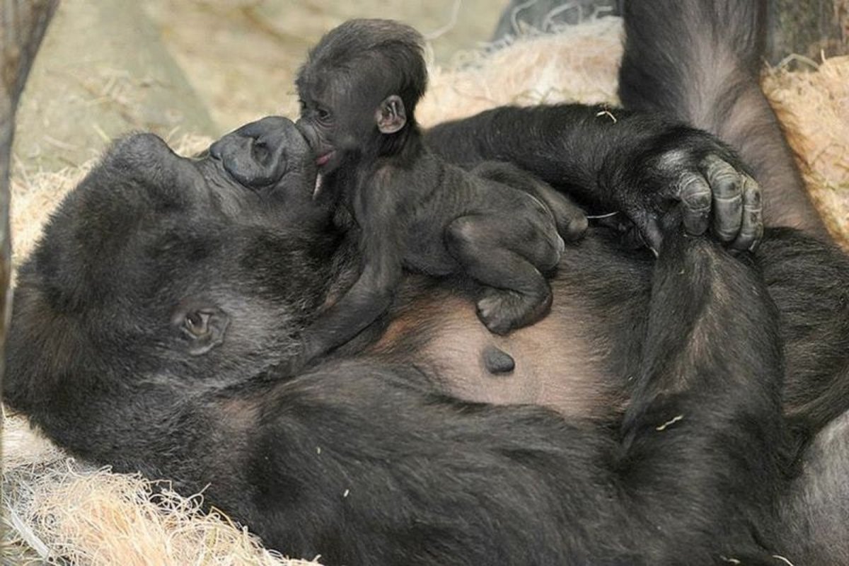 Обезьяна с новорожденным детенышем