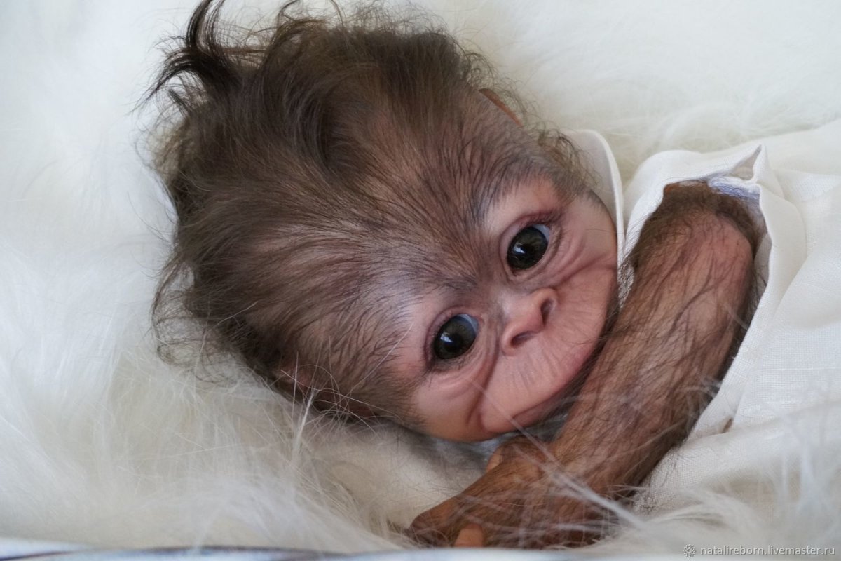 Новорожденный шимпанзе