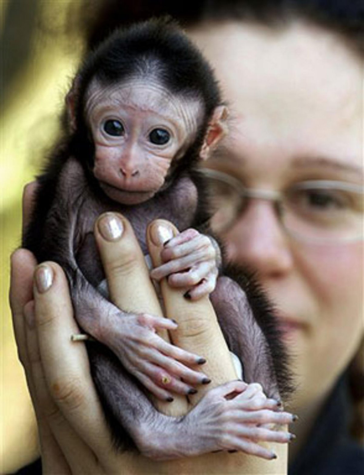 Детеныш шимпанзе новорожденный