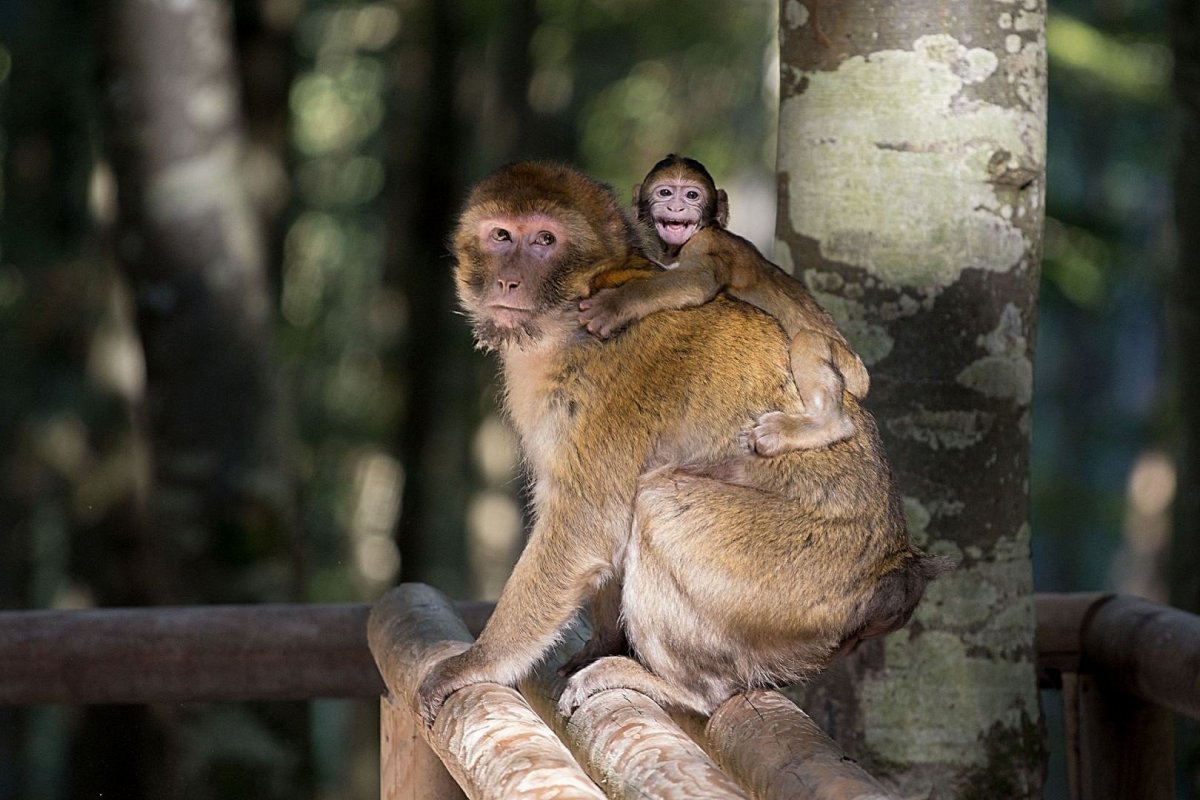Медвежонок с обезьянкой