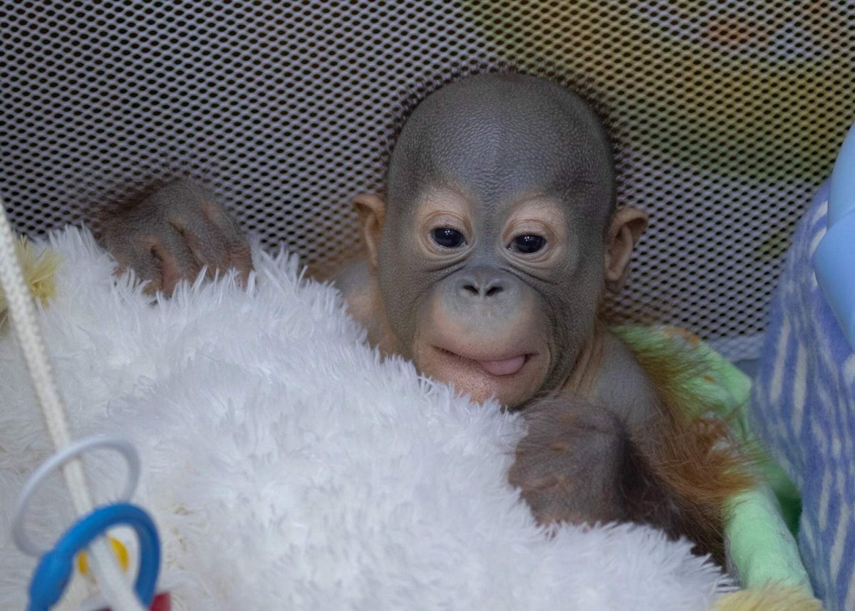 Милая мартышка