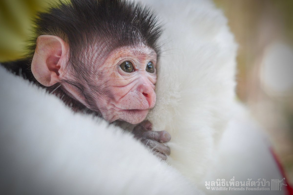 Новорожденные обезьянки