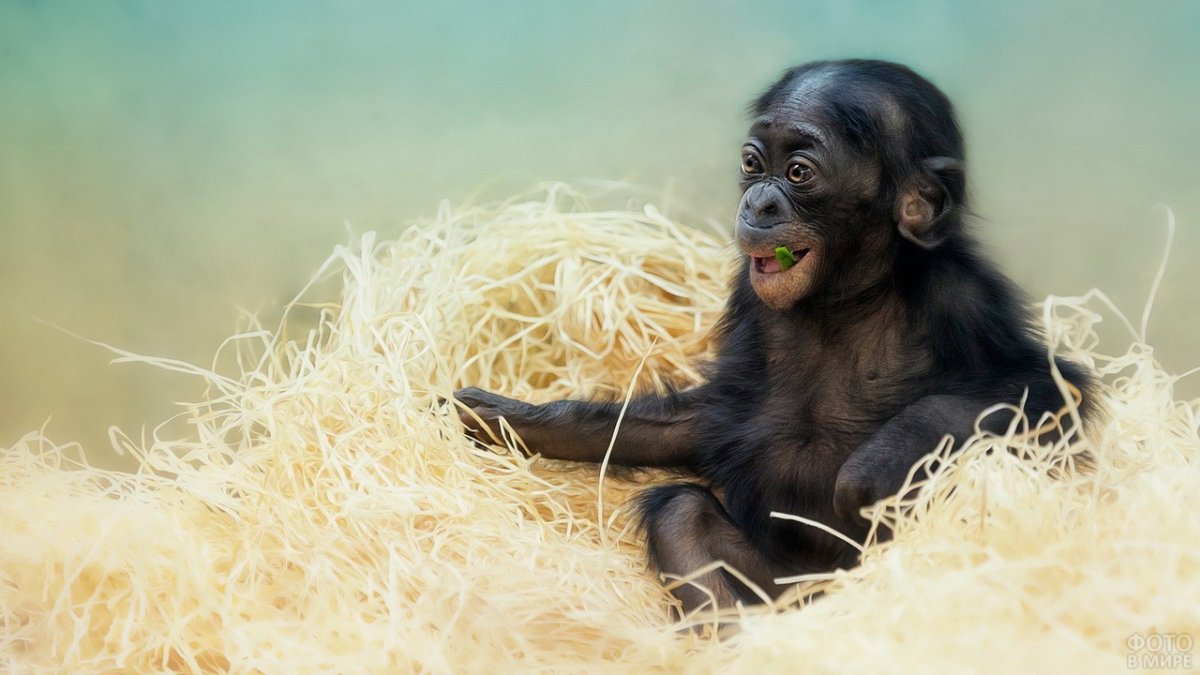 Новорожденные обезьянки видео