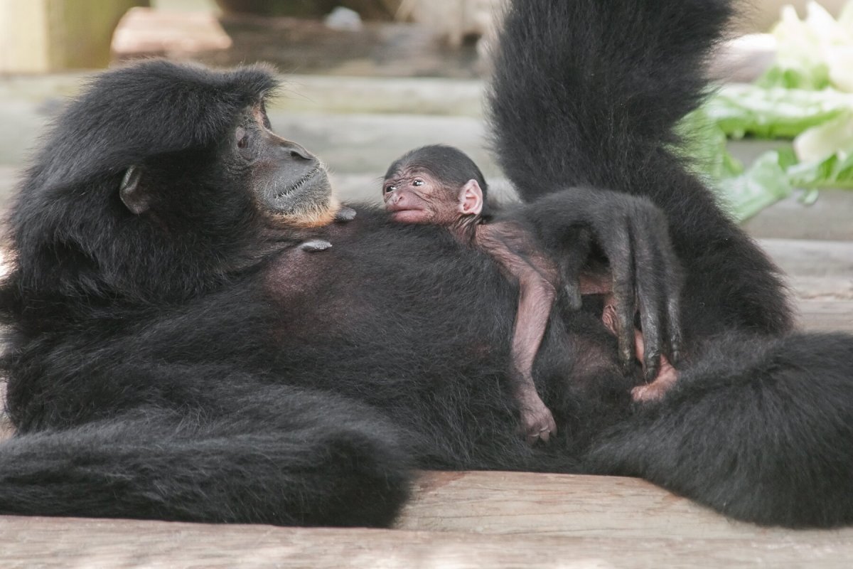 Маленькая обезьянка