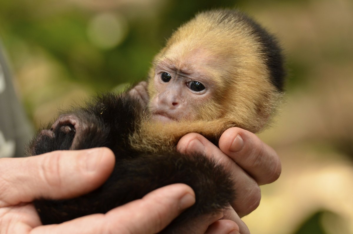 Новорожденные обезьянки