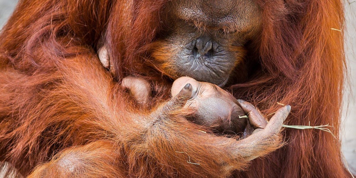 Обезьянка размером с палец