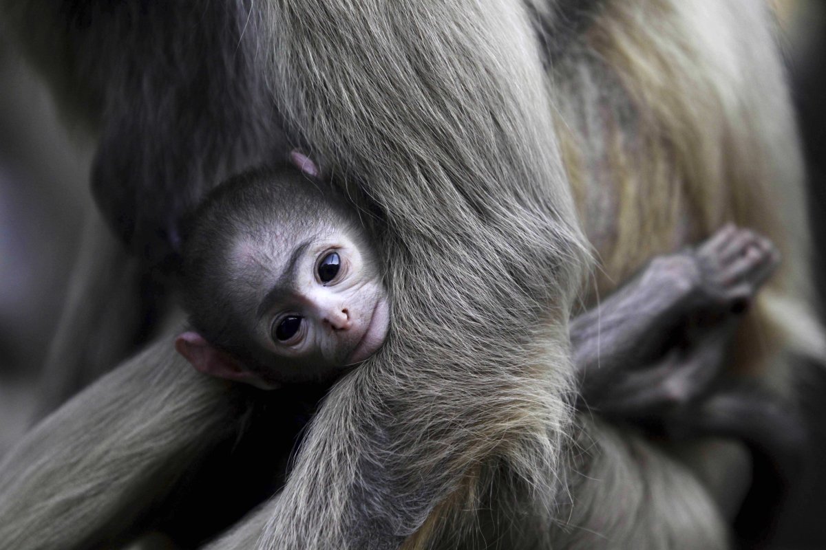Мартышки в природе