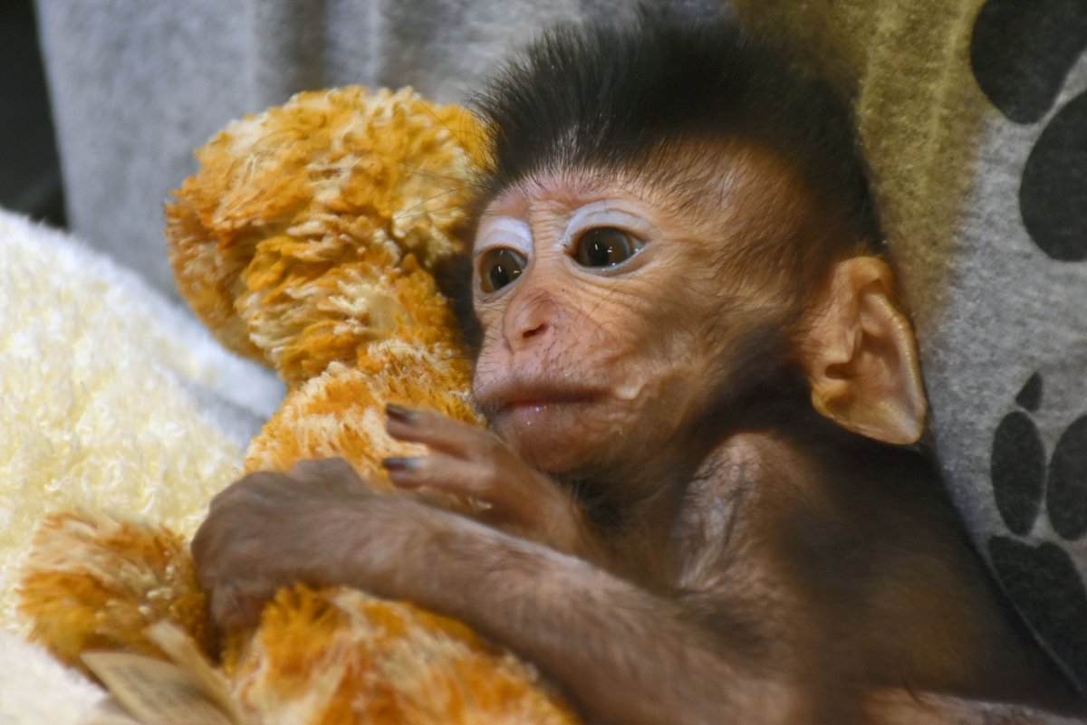 Новорожденная макака на матери