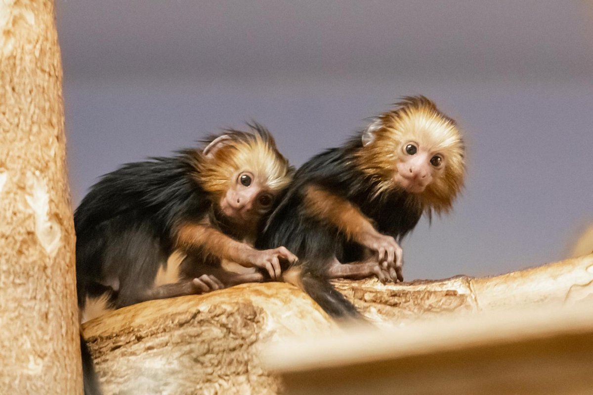 Красивая обезьянка