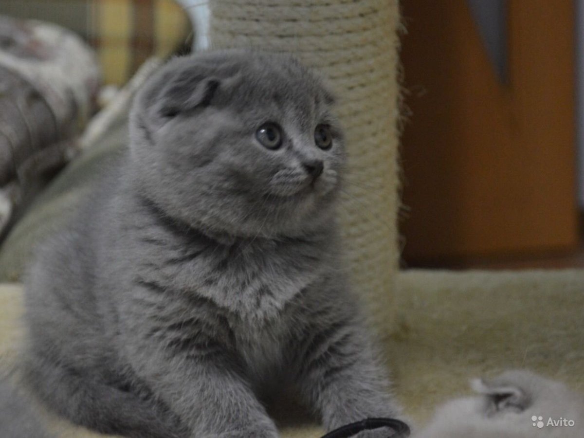 Шотландский вислоухий котенок серый