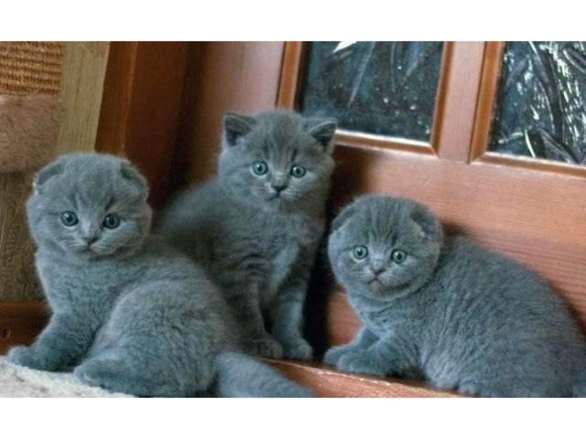 Шотландские вислоухие и прямоухие котята голубые