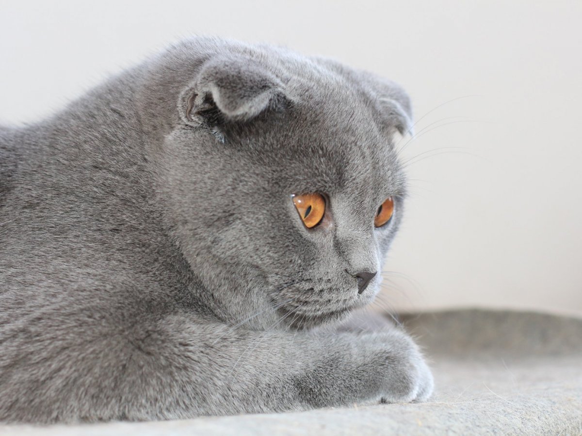 Котята ми ми вислоухие