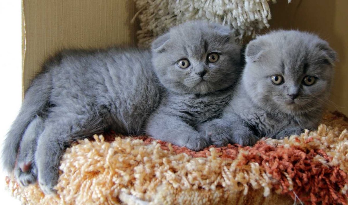 Шотландский вислоухий котенок голубой