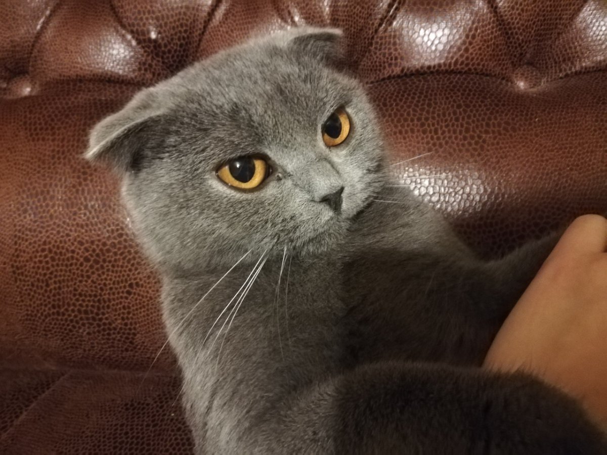 Шотландские вислоухие котята голубого окраса