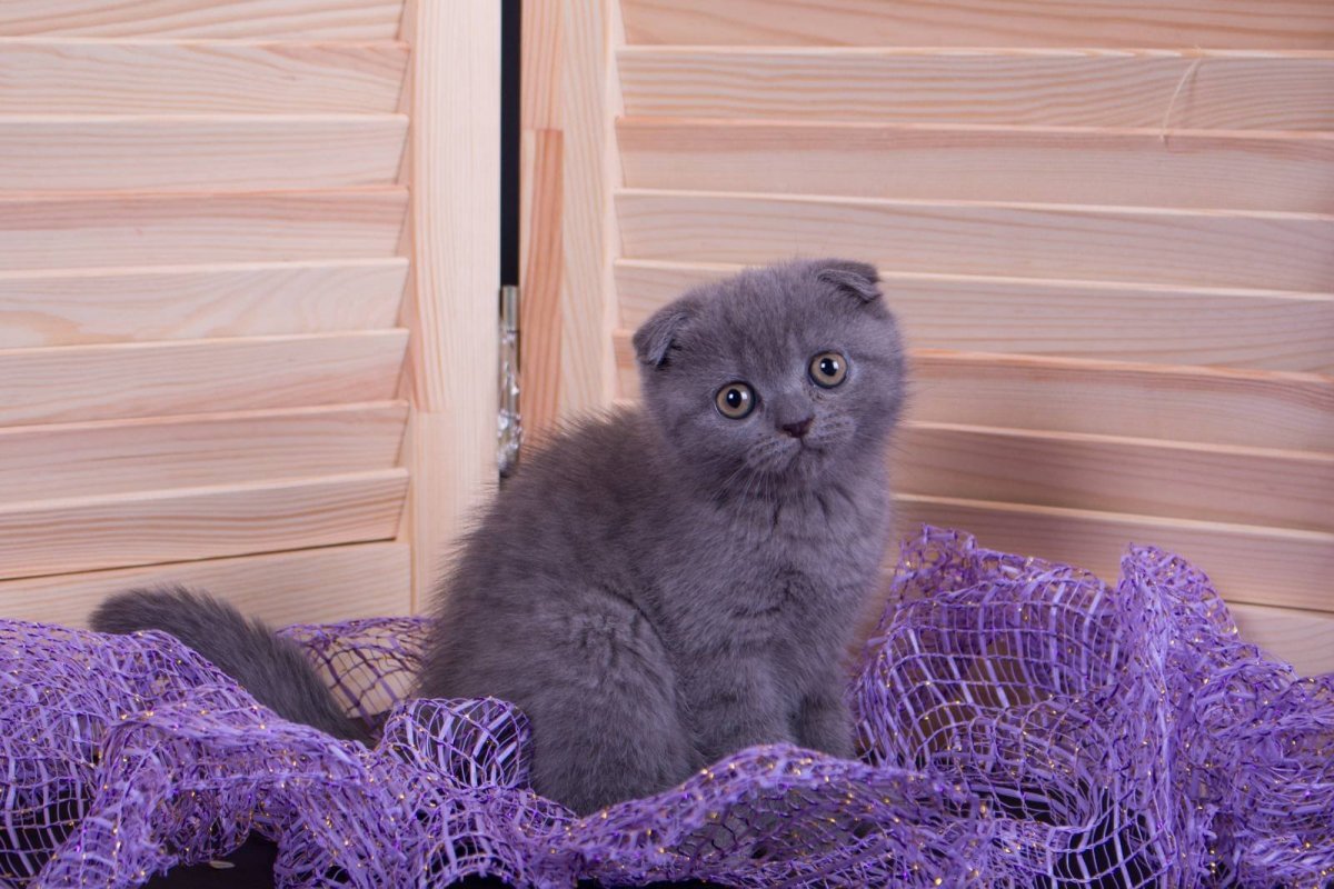 Красивые кошки Шотландские вислоухие