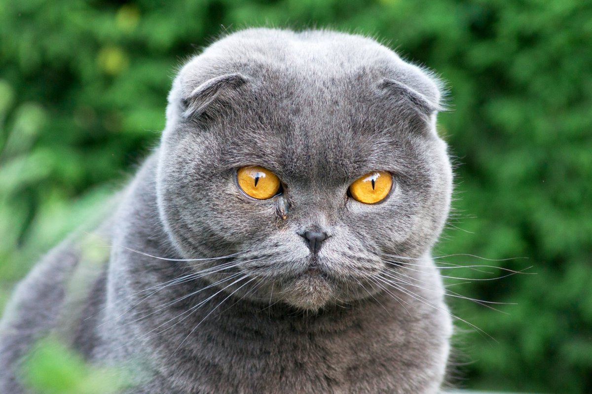 Коты вислоухие косоглазые фото