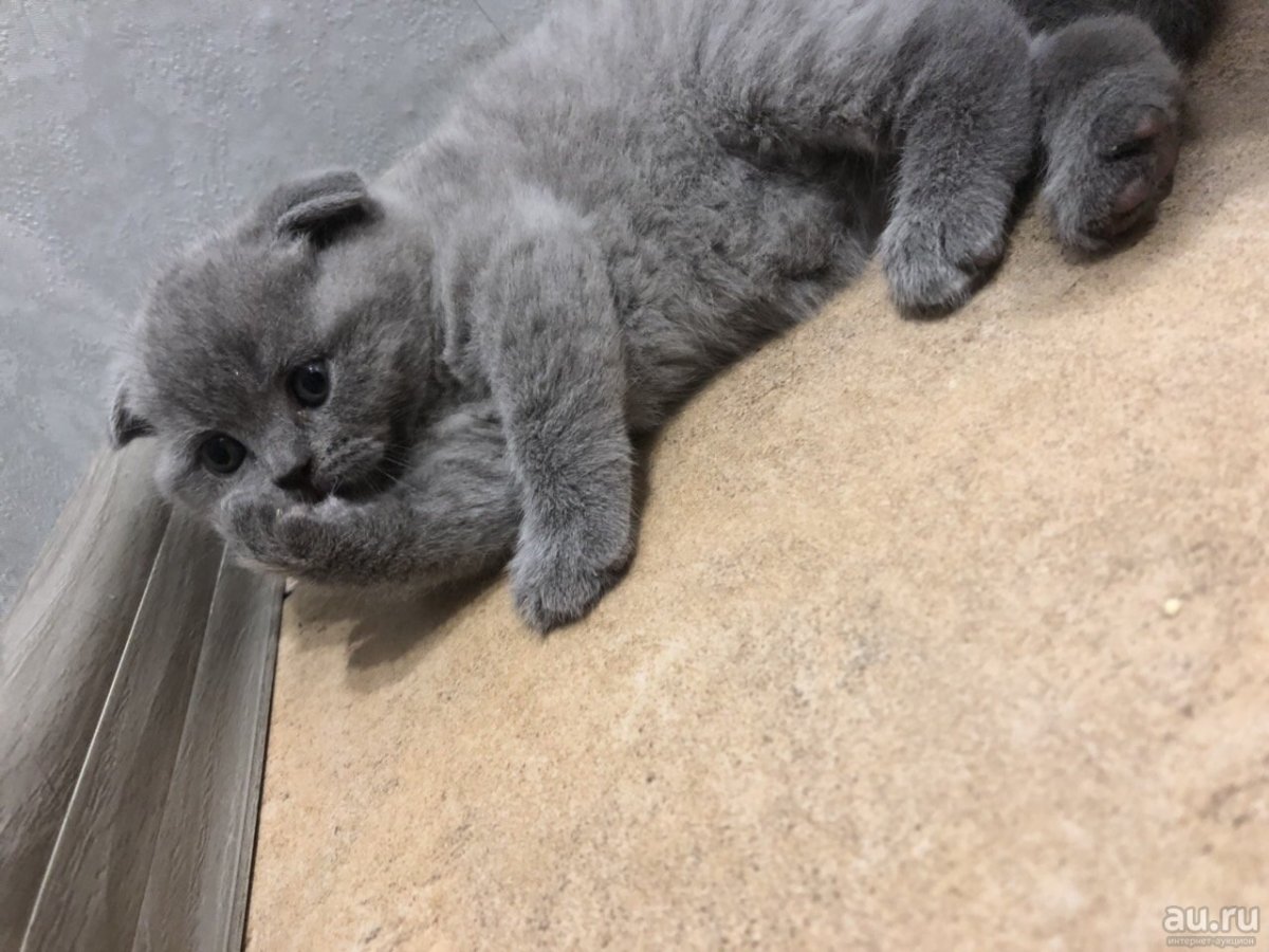 Британский кот вислоухий котенок