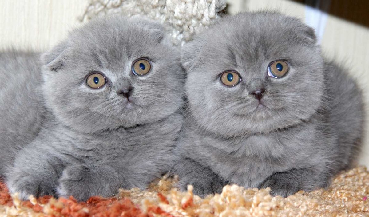 Британская кошка котенок