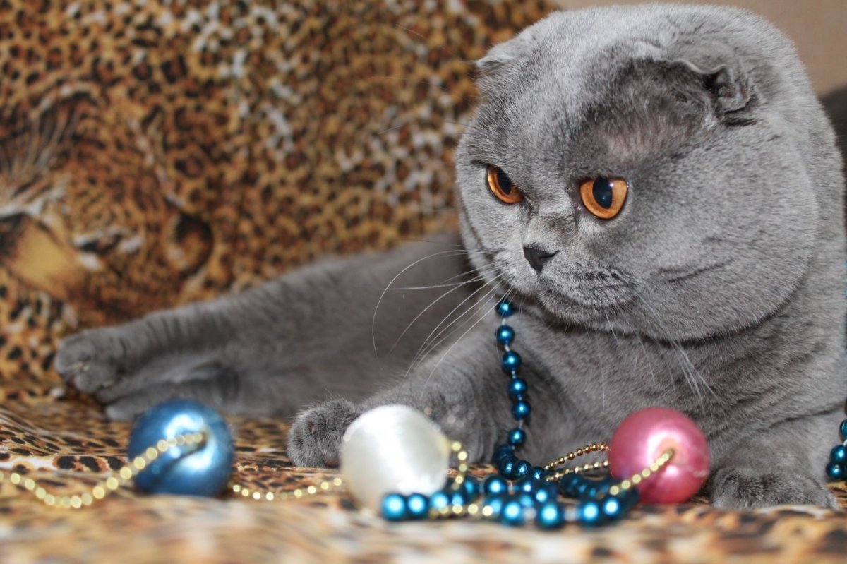 Шотланская Веселуха кошка
