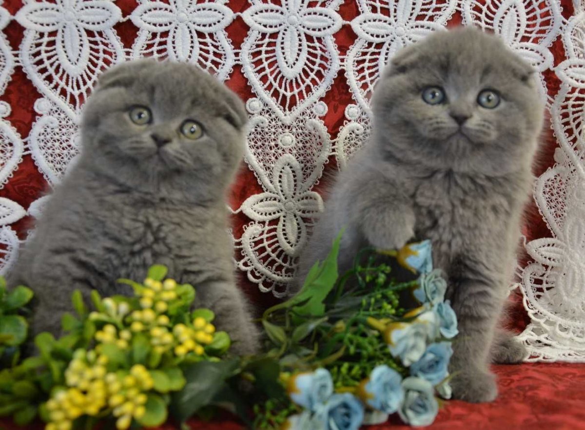 Порода кошек скоттиш фолд