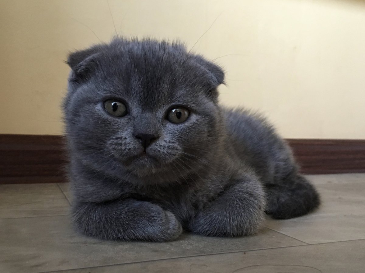 Авито Курган кошки британцы вислоухие