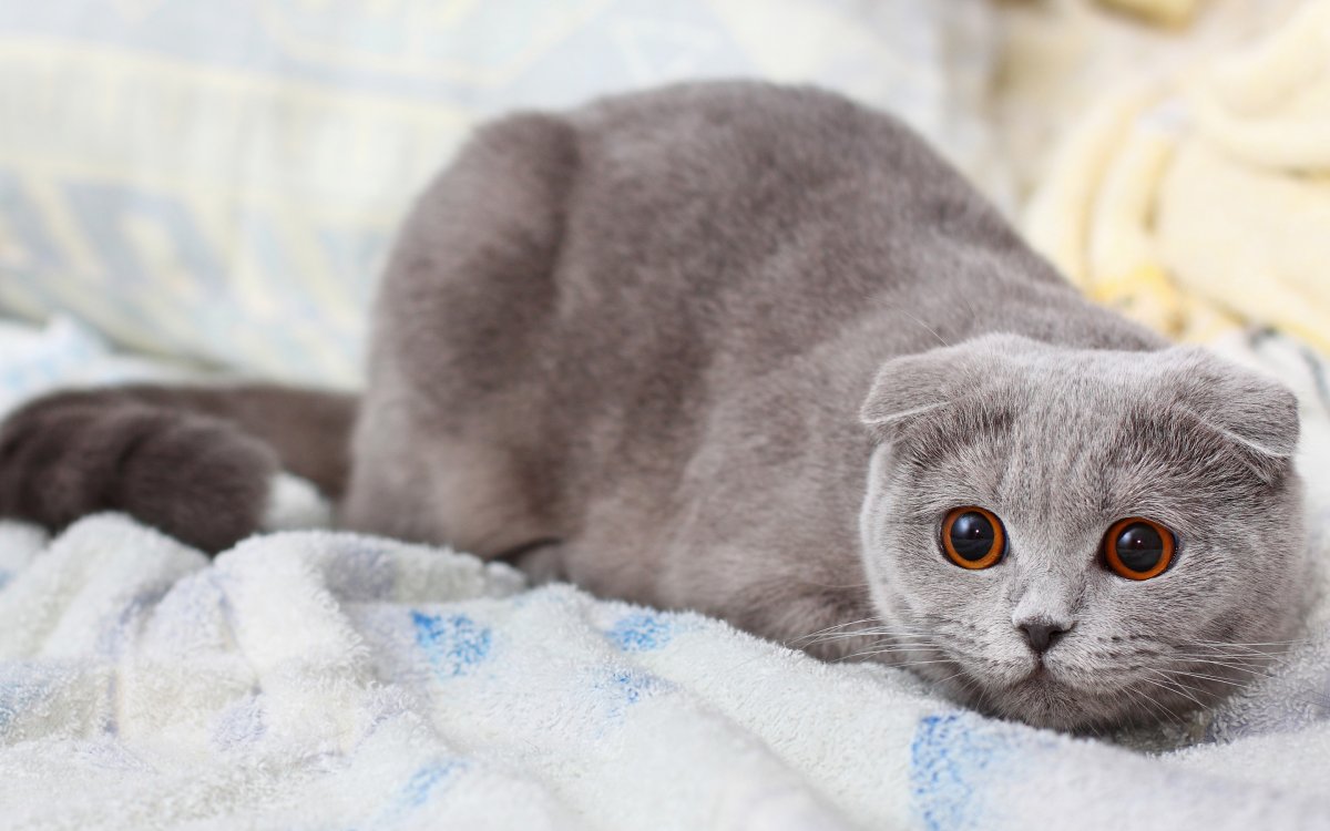 Голубой британец вислоухий