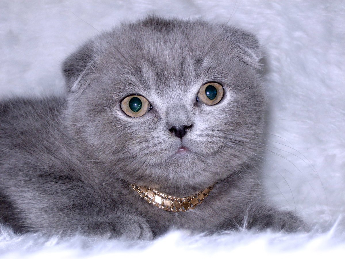 Факты о шотландских вислоухих кошках