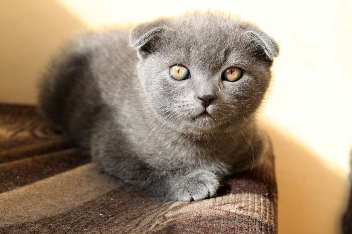 Котята вислоушки вредны