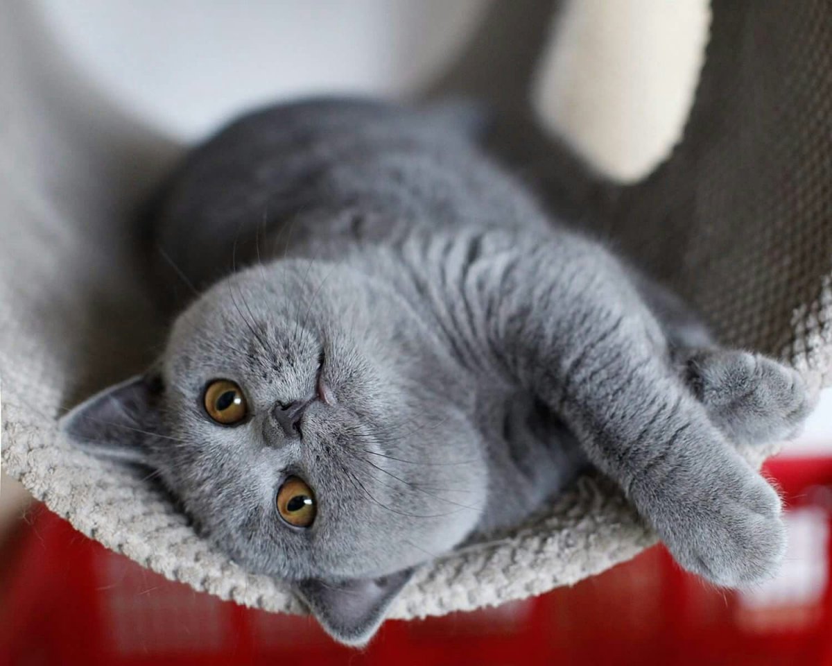 Скоттиш-фолд Шотландская вислоухая