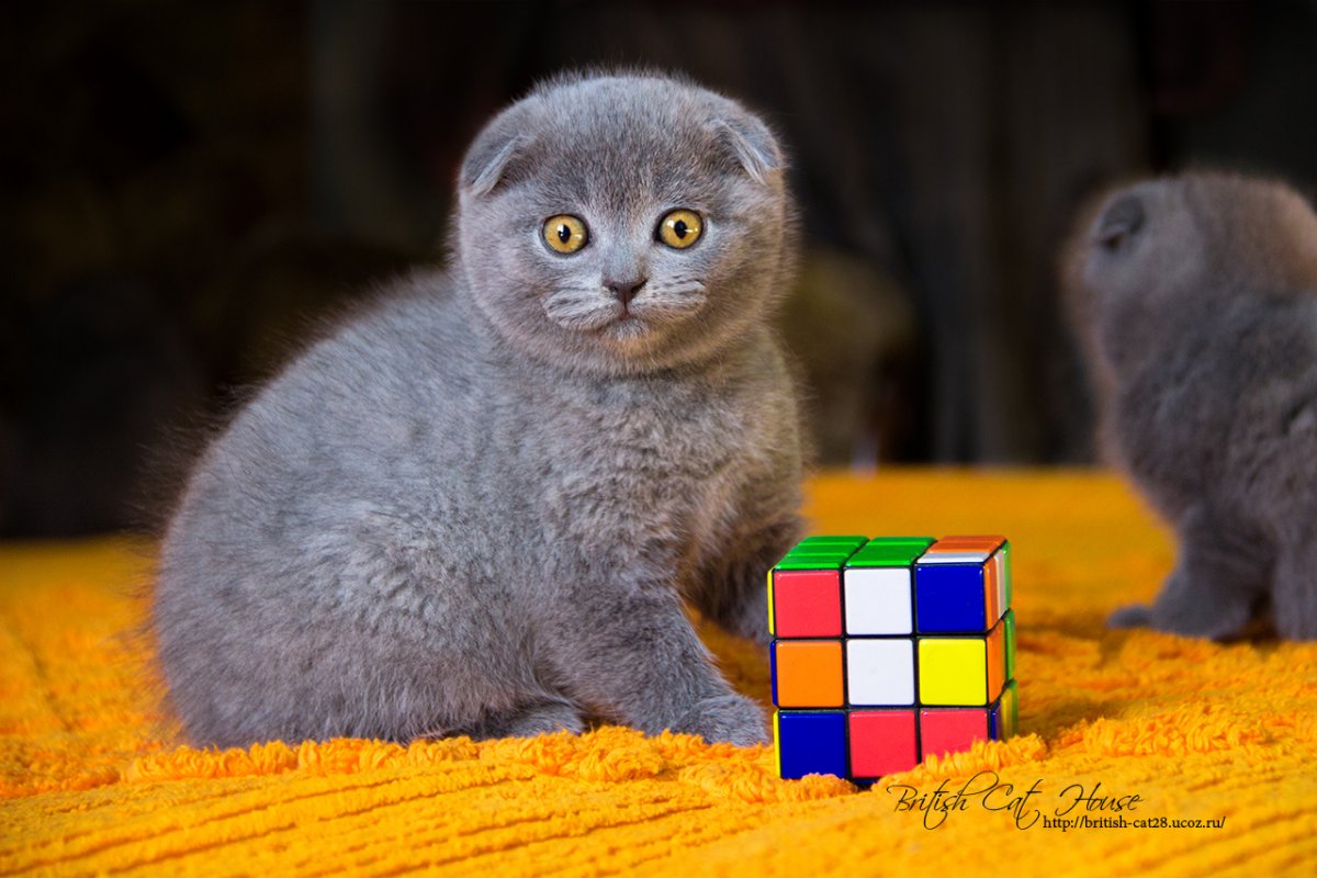 Шотландский вислоухий котенок серый