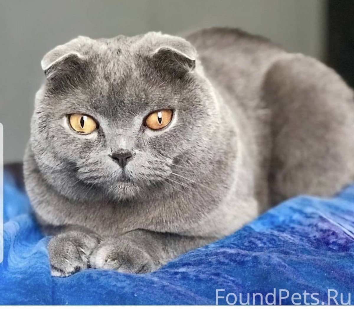 Вислоухие кошки британские и Шотландские