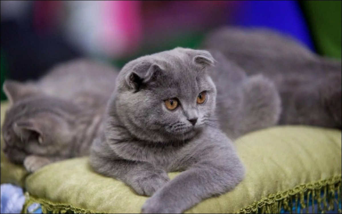 Британский вислоухий кот