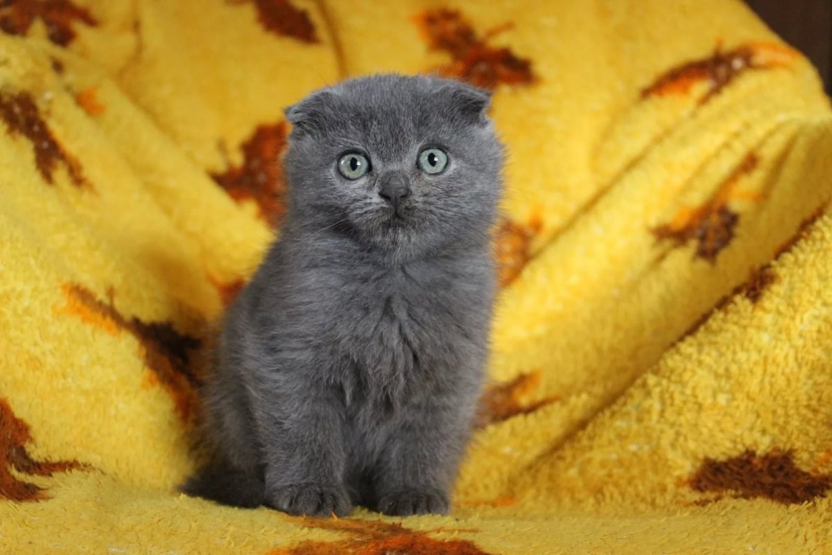 Милые котики британцы