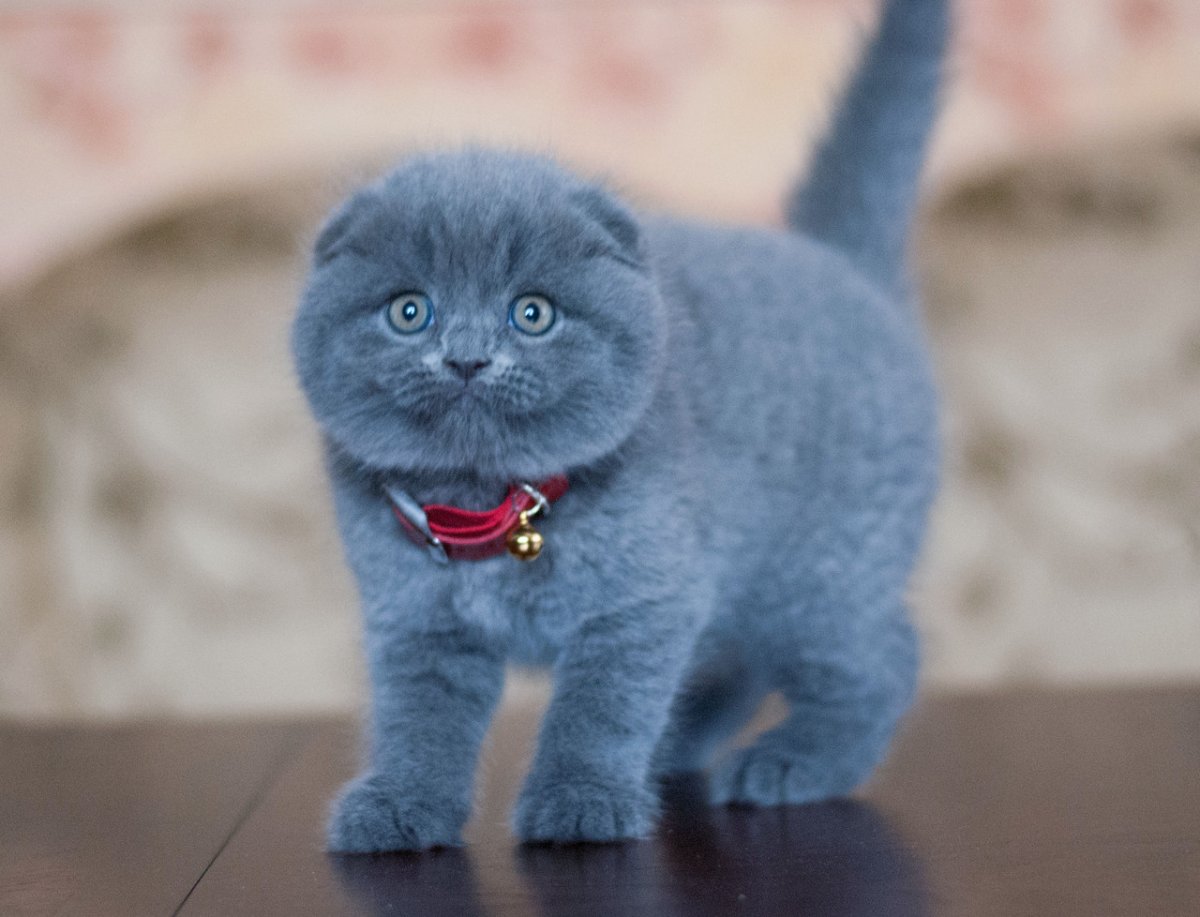 Скоттиш-фолд Шотландская вислоухая