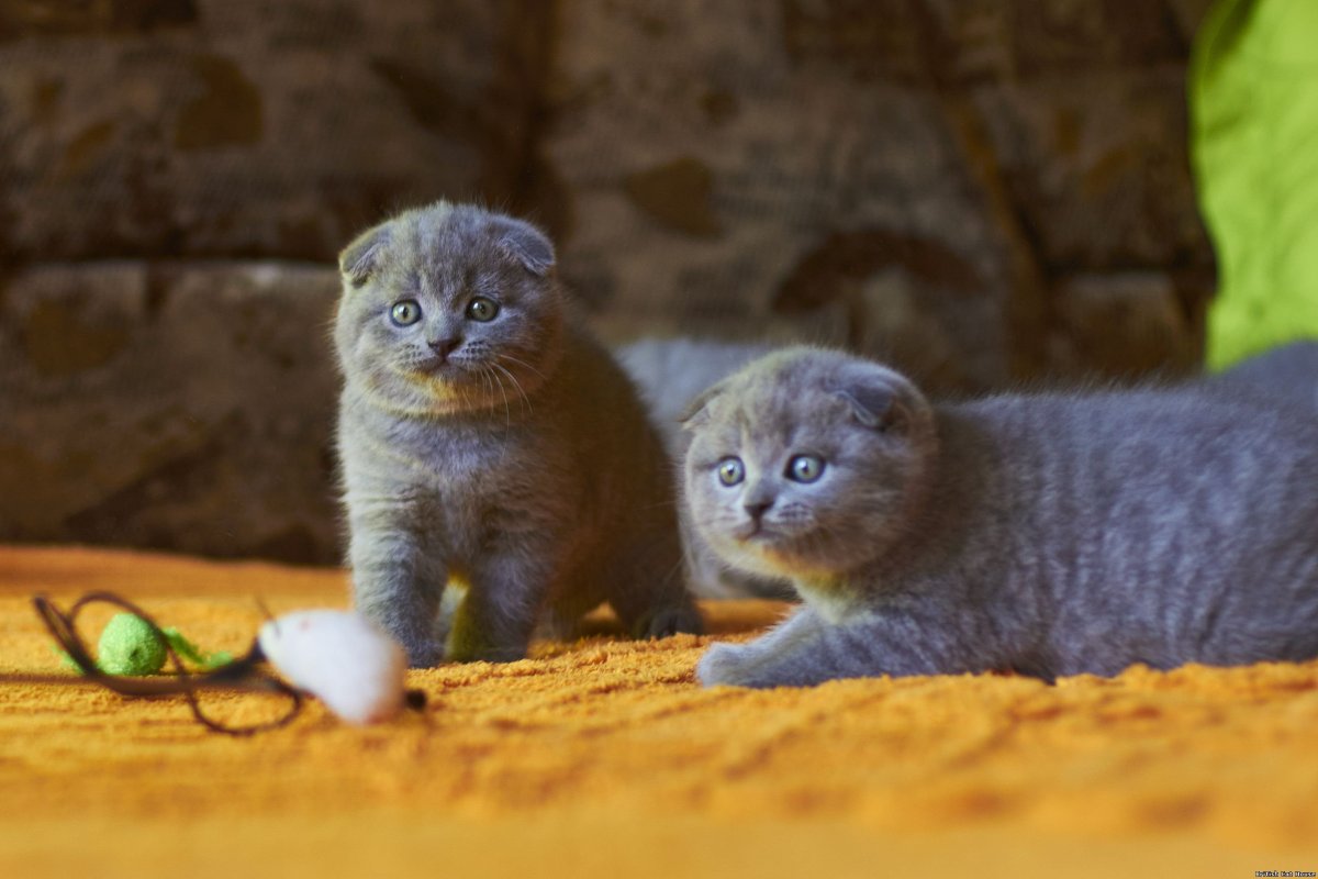 Скоттиш фолд котята