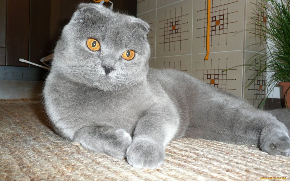 Шотландские вислоухие котята голубого окраса