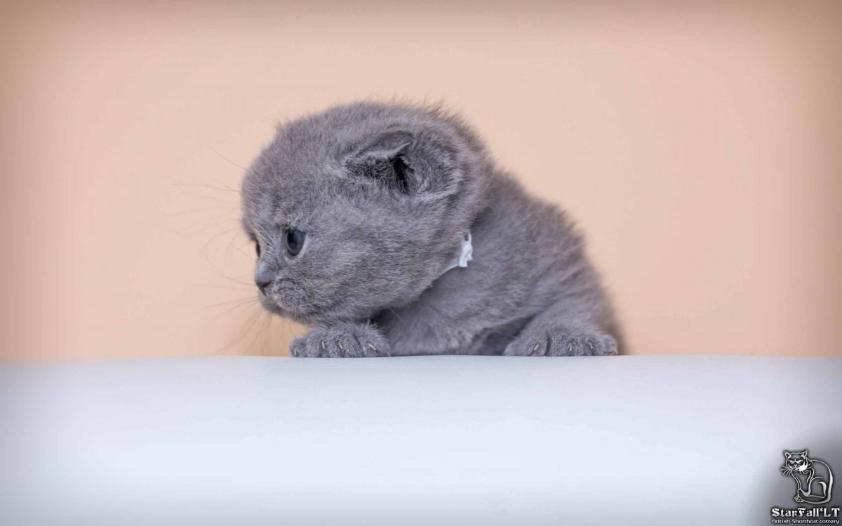 Фото чёрных вислоухих котят